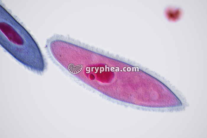 Paramécie x150 - gryphea.com